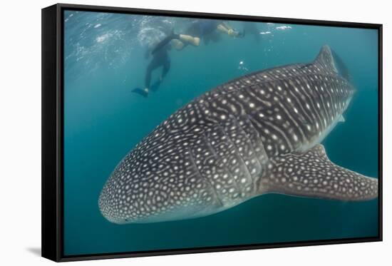 Whale Shark (Rhincodon Typus), Underwater with Snorkelers Off El Mogote, Near La Paz-Michael Nolan-Framed Stretched Canvas