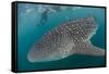 Whale Shark (Rhincodon Typus), Underwater with Snorkelers Off El Mogote, Near La Paz-Michael Nolan-Framed Stretched Canvas