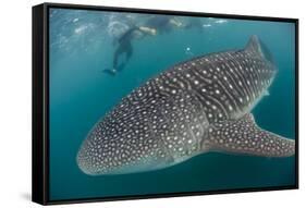 Whale Shark (Rhincodon Typus), Underwater with Snorkelers Off El Mogote, Near La Paz-Michael Nolan-Framed Stretched Canvas