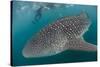 Whale Shark (Rhincodon Typus), Underwater with Snorkelers Off El Mogote, Near La Paz-Michael Nolan-Stretched Canvas