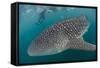 Whale Shark (Rhincodon Typus), Underwater with Snorkelers Off El Mogote, Near La Paz-Michael Nolan-Framed Stretched Canvas