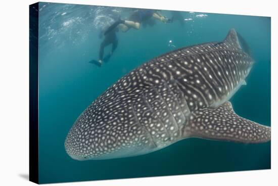 Whale Shark (Rhincodon Typus), Underwater with Snorkelers Off El Mogote, Near La Paz-Michael Nolan-Stretched Canvas