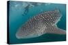 Whale Shark (Rhincodon Typus), Underwater with Snorkelers Off El Mogote, Near La Paz-Michael Nolan-Stretched Canvas