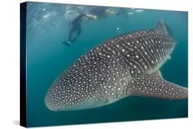 Whale Shark (Rhincodon Typus), Underwater with Snorkelers Off El Mogote, Near La Paz-Michael Nolan-Stretched Canvas