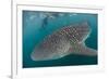 Whale Shark (Rhincodon Typus), Underwater with Snorkelers Off El Mogote, Near La Paz-Michael Nolan-Framed Photographic Print