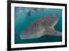 Whale Shark (Rhincodon Typus), Underwater with Snorkelers Off El Mogote, Near La Paz-Michael Nolan-Framed Photographic Print