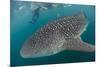 Whale Shark (Rhincodon Typus), Underwater with Snorkelers Off El Mogote, Near La Paz-Michael Nolan-Mounted Photographic Print