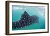 Whale Shark (Rhincodon Typus), Underwater with Snorkelers Off El Mogote, Near La Paz-Michael Nolan-Framed Photographic Print