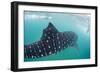 Whale Shark (Rhincodon Typus), Underwater with Snorkelers Off El Mogote, Near La Paz-Michael Nolan-Framed Photographic Print