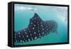 Whale Shark (Rhincodon Typus), Underwater with Snorkelers Off El Mogote, Near La Paz-Michael Nolan-Framed Stretched Canvas