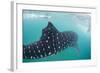 Whale Shark (Rhincodon Typus), Underwater with Snorkelers Off El Mogote, Near La Paz-Michael Nolan-Framed Photographic Print