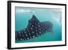 Whale Shark (Rhincodon Typus), Underwater with Snorkelers Off El Mogote, Near La Paz-Michael Nolan-Framed Photographic Print