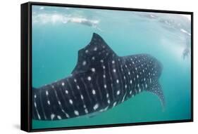 Whale Shark (Rhincodon Typus), Underwater with Snorkelers Off El Mogote, Near La Paz-Michael Nolan-Framed Stretched Canvas