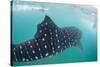 Whale Shark (Rhincodon Typus), Underwater with Snorkelers Off El Mogote, Near La Paz-Michael Nolan-Stretched Canvas