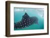 Whale Shark (Rhincodon Typus), Underwater with Snorkelers Off El Mogote, Near La Paz-Michael Nolan-Framed Photographic Print