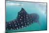 Whale Shark (Rhincodon Typus), Underwater with Snorkelers Off El Mogote, Near La Paz-Michael Nolan-Mounted Photographic Print