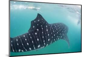 Whale Shark (Rhincodon Typus), Underwater with Snorkelers Off El Mogote, Near La Paz-Michael Nolan-Mounted Photographic Print