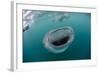 Whale Shark (Rhincodon Typus), Underwater with Snorkelers Off El Mogote, Near La Paz-Michael Nolan-Framed Photographic Print