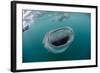 Whale Shark (Rhincodon Typus), Underwater with Snorkelers Off El Mogote, Near La Paz-Michael Nolan-Framed Photographic Print