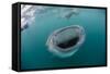 Whale Shark (Rhincodon Typus), Underwater with Snorkelers Off El Mogote, Near La Paz-Michael Nolan-Framed Stretched Canvas