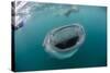 Whale Shark (Rhincodon Typus), Underwater with Snorkelers Off El Mogote, Near La Paz-Michael Nolan-Stretched Canvas