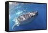 Whale Shark (Rhincodon Typus)-Stephen Frink-Framed Stretched Canvas