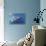 Whale Shark (Rhincodon Typus)-Stephen Frink-Stretched Canvas displayed on a wall
