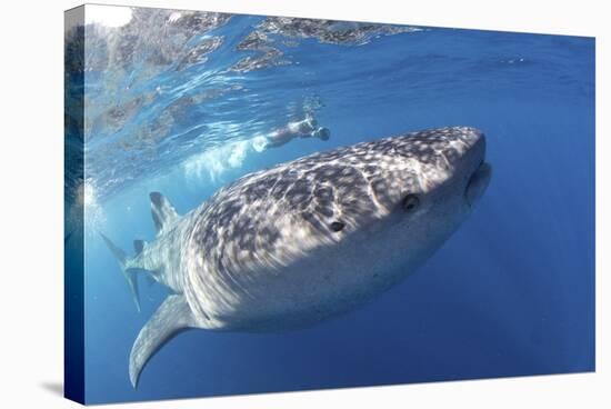 Whale Shark (Rhincodon Typus)-Stephen Frink-Stretched Canvas