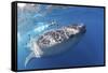 Whale Shark (Rhincodon Typus)-Stephen Frink-Framed Stretched Canvas