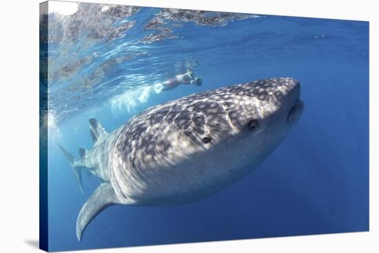 Whale Shark (Rhincodon Typus)-Stephen Frink-Stretched Canvas