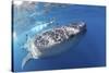 Whale Shark (Rhincodon Typus)-Stephen Frink-Stretched Canvas