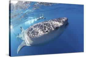 Whale Shark (Rhincodon Typus)-Stephen Frink-Stretched Canvas