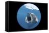 Whale Shark (Rhincodon Typus)-Stephen Frink-Framed Stretched Canvas