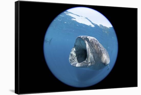 Whale Shark (Rhincodon Typus)-Stephen Frink-Framed Stretched Canvas