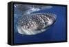 Whale Shark (Rhincodon Typus)-Stephen Frink-Framed Stretched Canvas