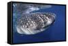 Whale Shark (Rhincodon Typus)-Stephen Frink-Framed Stretched Canvas