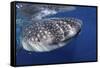 Whale Shark (Rhincodon Typus)-Stephen Frink-Framed Stretched Canvas