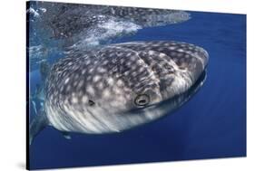 Whale Shark (Rhincodon Typus)-Stephen Frink-Stretched Canvas