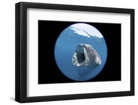 Whale Shark (Rhincodon Typus)-Stephen Frink-Framed Photographic Print