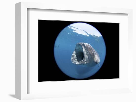 Whale Shark (Rhincodon Typus)-Stephen Frink-Framed Photographic Print