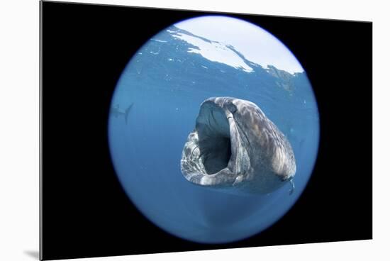 Whale Shark (Rhincodon Typus)-Stephen Frink-Mounted Photographic Print