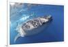 Whale Shark (Rhincodon Typus)-Stephen Frink-Framed Photographic Print