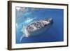 Whale Shark (Rhincodon Typus)-Stephen Frink-Framed Photographic Print