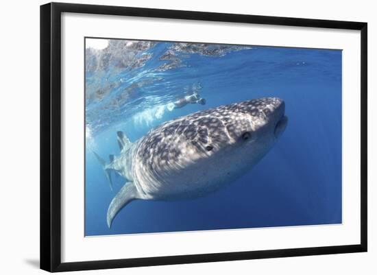 Whale Shark (Rhincodon Typus)-Stephen Frink-Framed Photographic Print