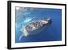 Whale Shark (Rhincodon Typus)-Stephen Frink-Framed Photographic Print