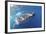 Whale Shark (Rhincodon Typus)-Stephen Frink-Framed Photographic Print