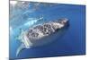 Whale Shark (Rhincodon Typus)-Stephen Frink-Mounted Photographic Print