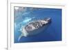 Whale Shark (Rhincodon Typus)-Stephen Frink-Framed Photographic Print