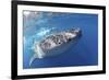 Whale Shark (Rhincodon Typus)-Stephen Frink-Framed Photographic Print