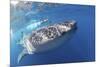 Whale Shark (Rhincodon Typus)-Stephen Frink-Mounted Photographic Print